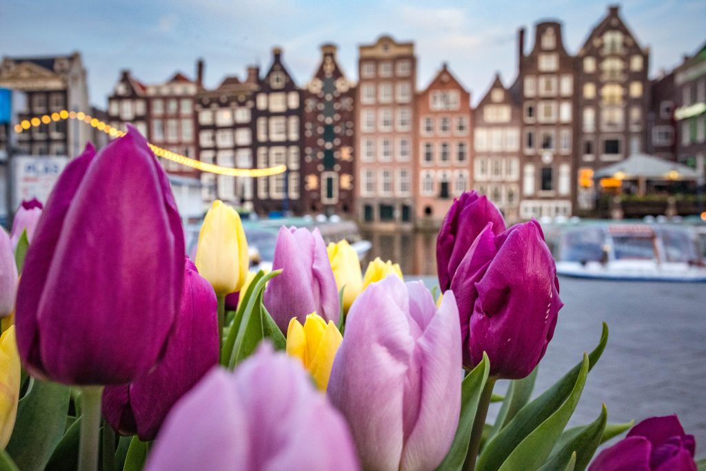 Amsterdam Tulips
