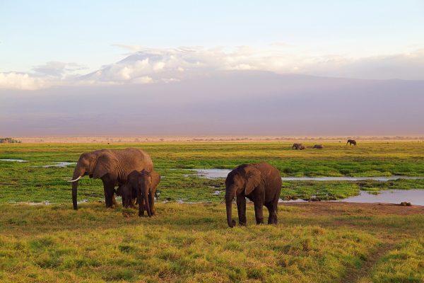 Kilimanjaro Tanzania