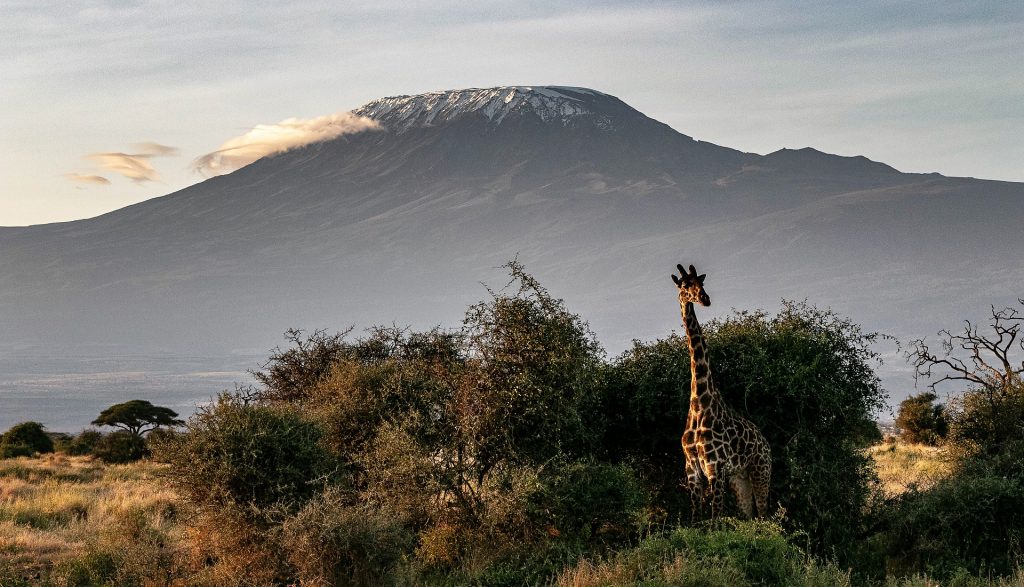 Kenia, giraffe