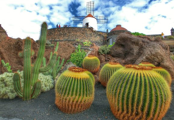 Spain Canary Islands Lanzarote Jardin de Cactus