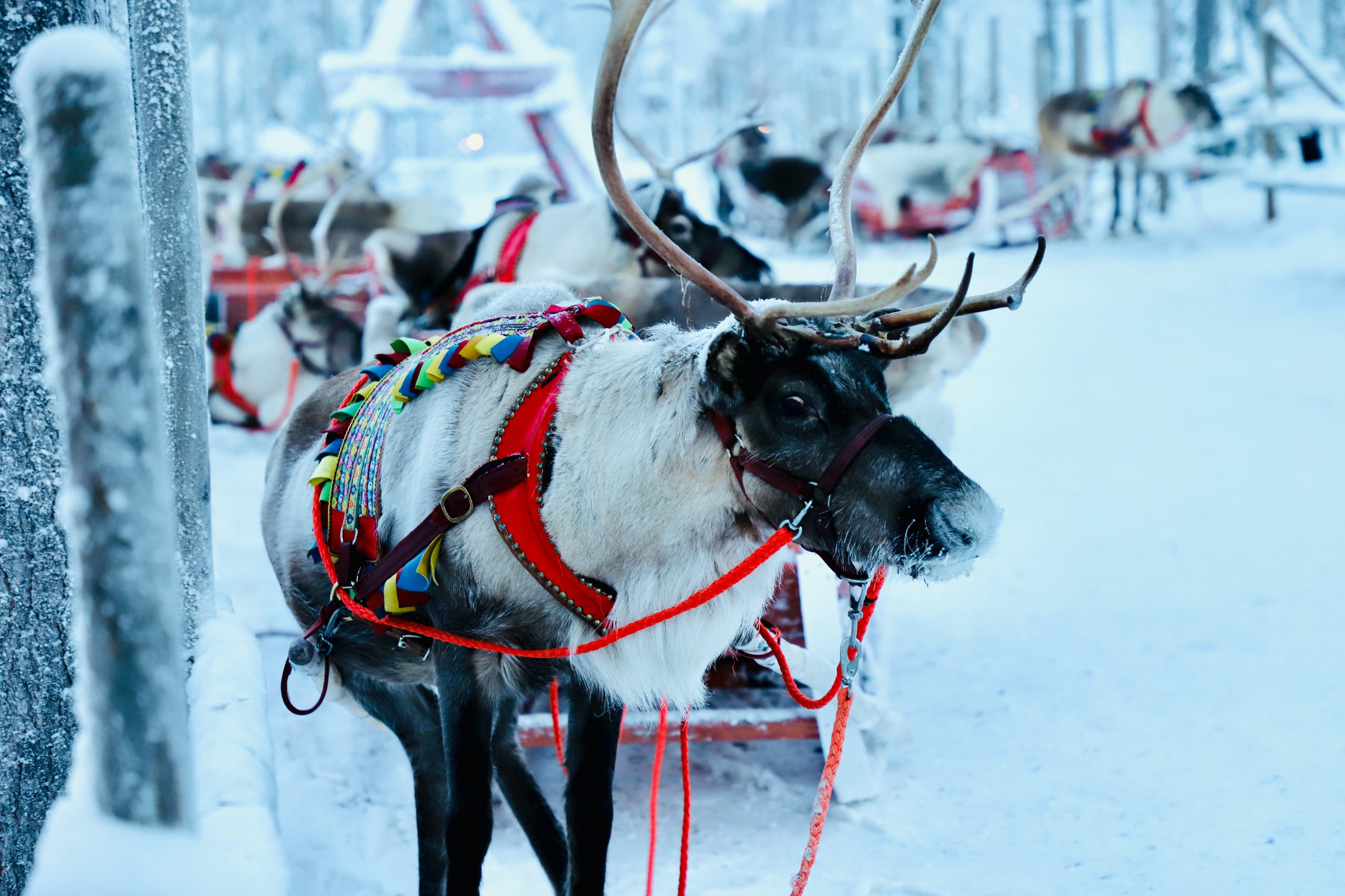 Finland Lapland reindeer