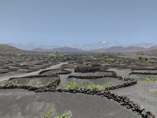 Lanzarote wine tasting