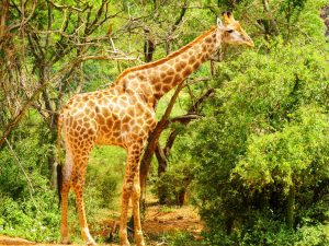 South Africa Mpumalanga