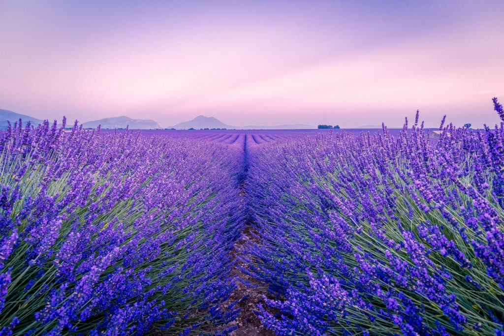 France Provence