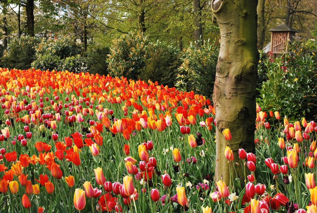 Netherlands Keukenhof unsplash