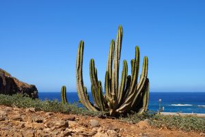 Spain Tenerife pixabay