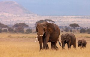 Kenya pixabay