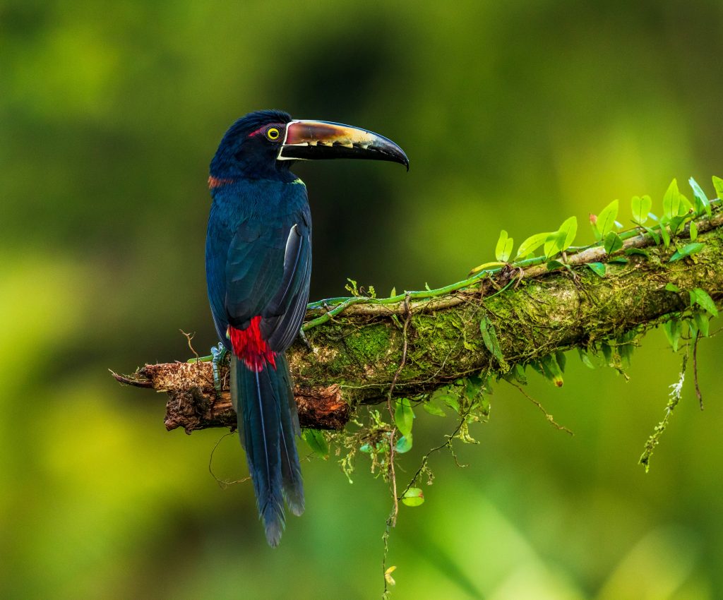 Costa Rica unsplash
