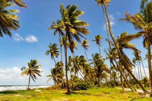 Trinidad and Tobago unsplash